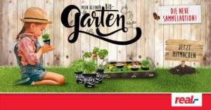 Zitronenmelisse-Ingwer-Limonade-mein-kleiner-Bio-Garten-von-real