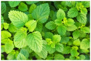Herpes-Lippenbalsam-Zitronenmelisse-thermomix-Stick-oder-Tiegel