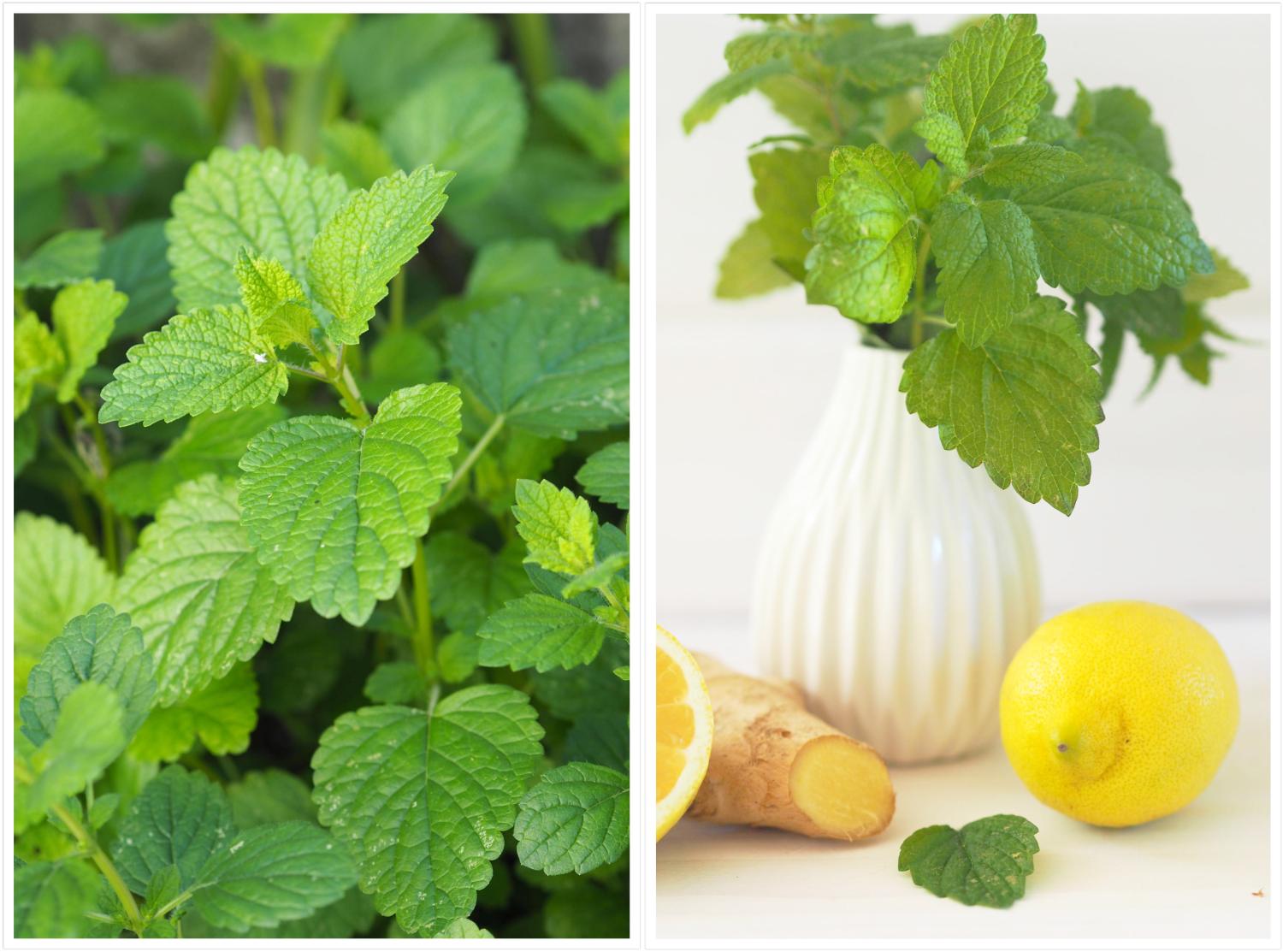 Gesund durch den Winter: Minz-Ingwer-Zitronen Wasser - Wiewowasistgut