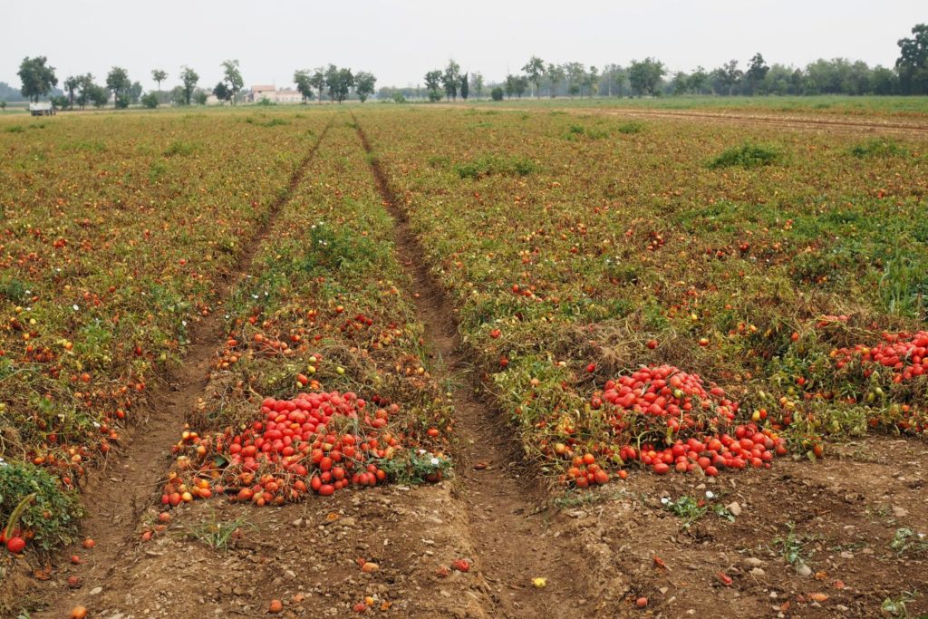 spaghetti-nester-low-carb-besuch-tomatenplantage-pomito-italien