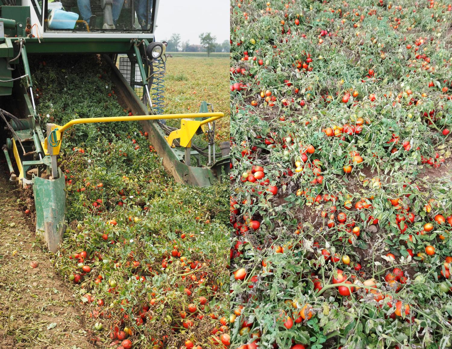 spaghetti-nester-low-carb-besuch-tomatenplantage-pomito-italien ...