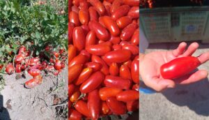 pasta-al-pomodoro-in-20-Minuten-auf-dem-Tisch